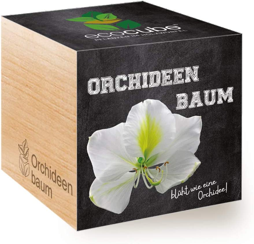 Feel Green Ecocube Weihnachtsbaum/Xmas Tree, Nachhaltige Geschenkidee (100% Eco Friendly), Grow Your Own/Anzuchtset, Pflanzen Im Holzwürfel, Made in Austria