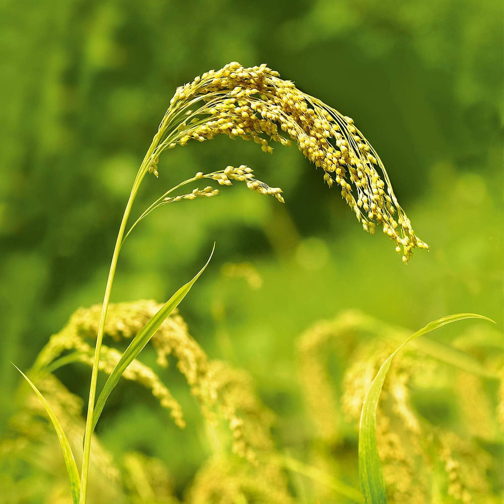 WELEDA Organic Millet Care Shampoo, delikat rensning, 190 ml Brusebad og bad Naty Shop