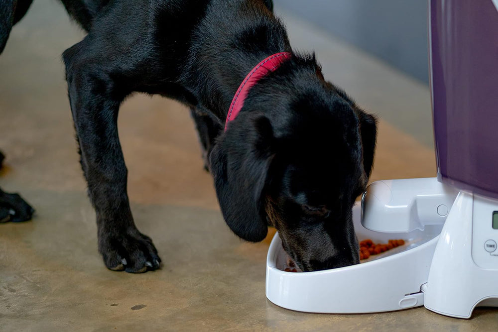 Automat für Trockenfutter L: 21,1 cm B: 21,1 cm H: 36,8 cm 3 kg 905 g