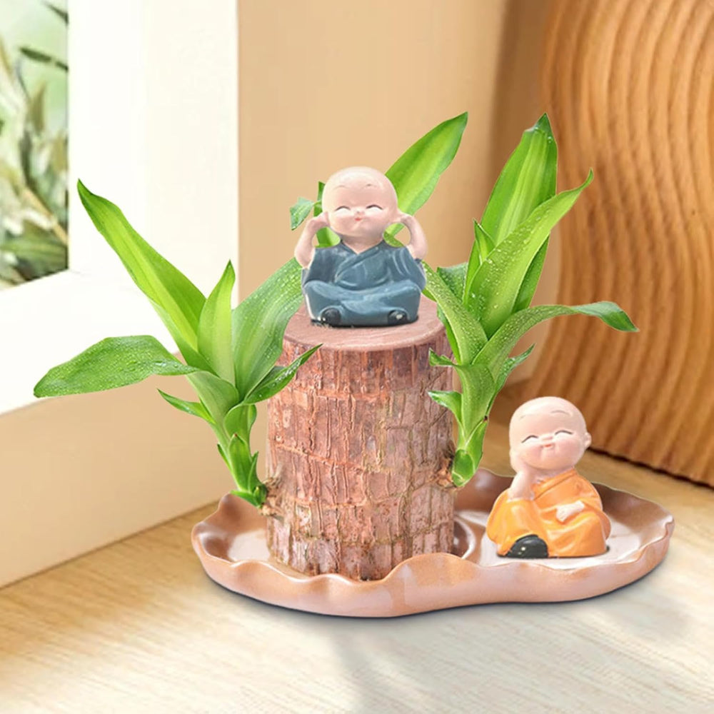 Brasilianische Holzpflanze Mit Blumentopf, Brasilianisches Glücksholz, Hydroponische Topfpflanze, Hydroponische Glücksholzpflanze, Reinigt Die Raumluft, Büro-Schreibtischpflanze Für Den Innenbereich