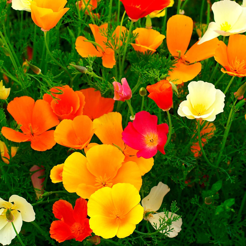 California Poppy Seed Mix (Eschscholzia californica) - Smukke blomstrende valmuer med en lang blomstringsperiode til en farverig blomstereng (California Poppy)