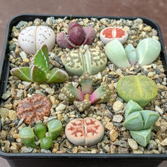Lithops & Mesembs Kollektion - Sunnyplants, Lithops Mischung, Seltene Lithops, Lithops Pflanzen, Lebende Stein Sukkulenten, Lebende Steine, Mini Pflanzen Lithops (20)