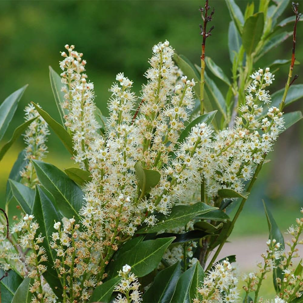 Kirschlorbeer, Prunus Laurocerasus, Stauden Winterhart Mehrjährig Kirschlorbeer Winterhart, Für Sonnige Plätze Pflanzensamen Gartenpflanzen 30Samen