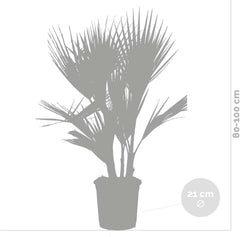 Bloomique - 2Er Set - Washingtonia Robusta - Mexikanische Fächerpalme - Palme - Winterharte Balkonpflanzen - Gartenpflanzen Winterhart - Höhe 80-100 Cm - Topf 21 Cm