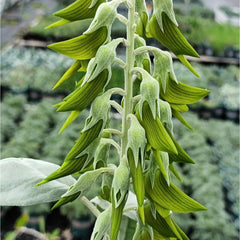 Crotalaria Cunninghamii, Schnellwachsende Sträucher Crotalaria Pallida, Kräuterpflanzen Wildkräuter Kräutergarten Winterhart Heilkräuter Steingartenpflanzen 80Samen