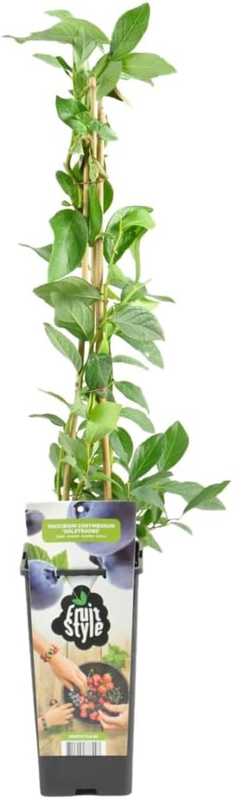 Bloomique - 2X Vaccinium Corymbosum 'Goldtraube' - Blaubeerpflanze - Obstpflanzen - Gartenpflanzen - Winterhart - ⌀14 Cm - Höhe 60-70 Cm