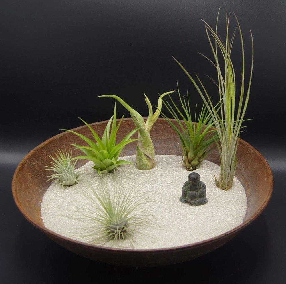 Tillandsien 5Er-Mix 1 EXTRA Tillandsie, Bromeliengewächs