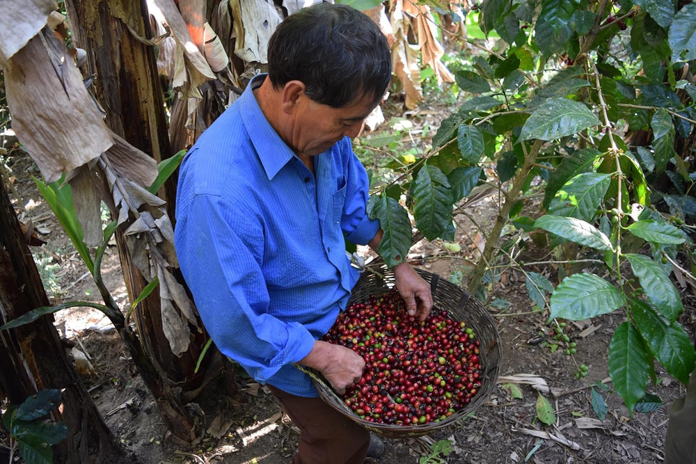 Cafea Specială Mexic, 1 kg, boabe de cafea specială, proaspăt prăjite pentru espresso și italiană - Producător - La Tribu - Chiapas