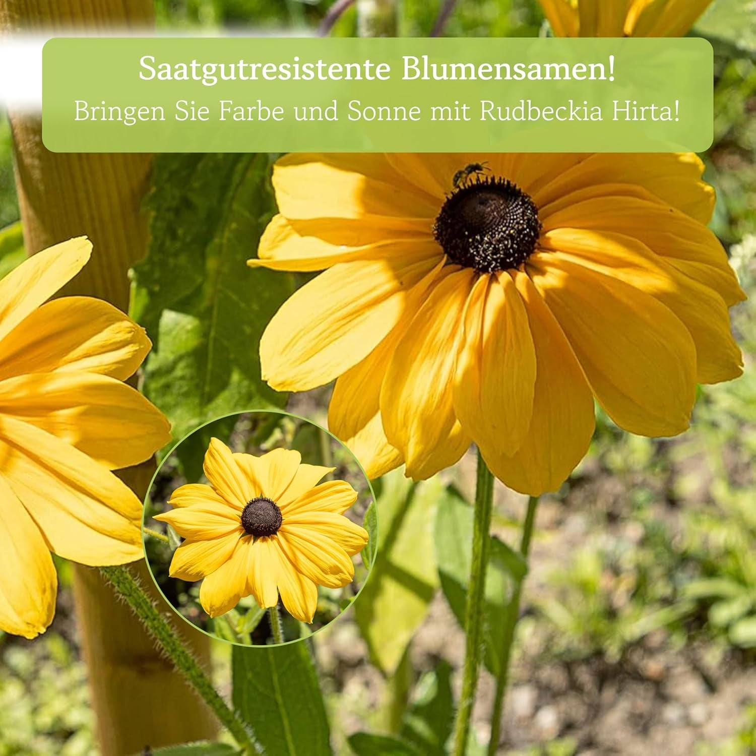 Echinacea frø: Premium gule Echinacea frø til omkring 20 blomstrende Echinacea planter - Rudbeckia frø - Hardy Rudbeckia - Echinacea stauder - hårdføre stauder af OwnGrown