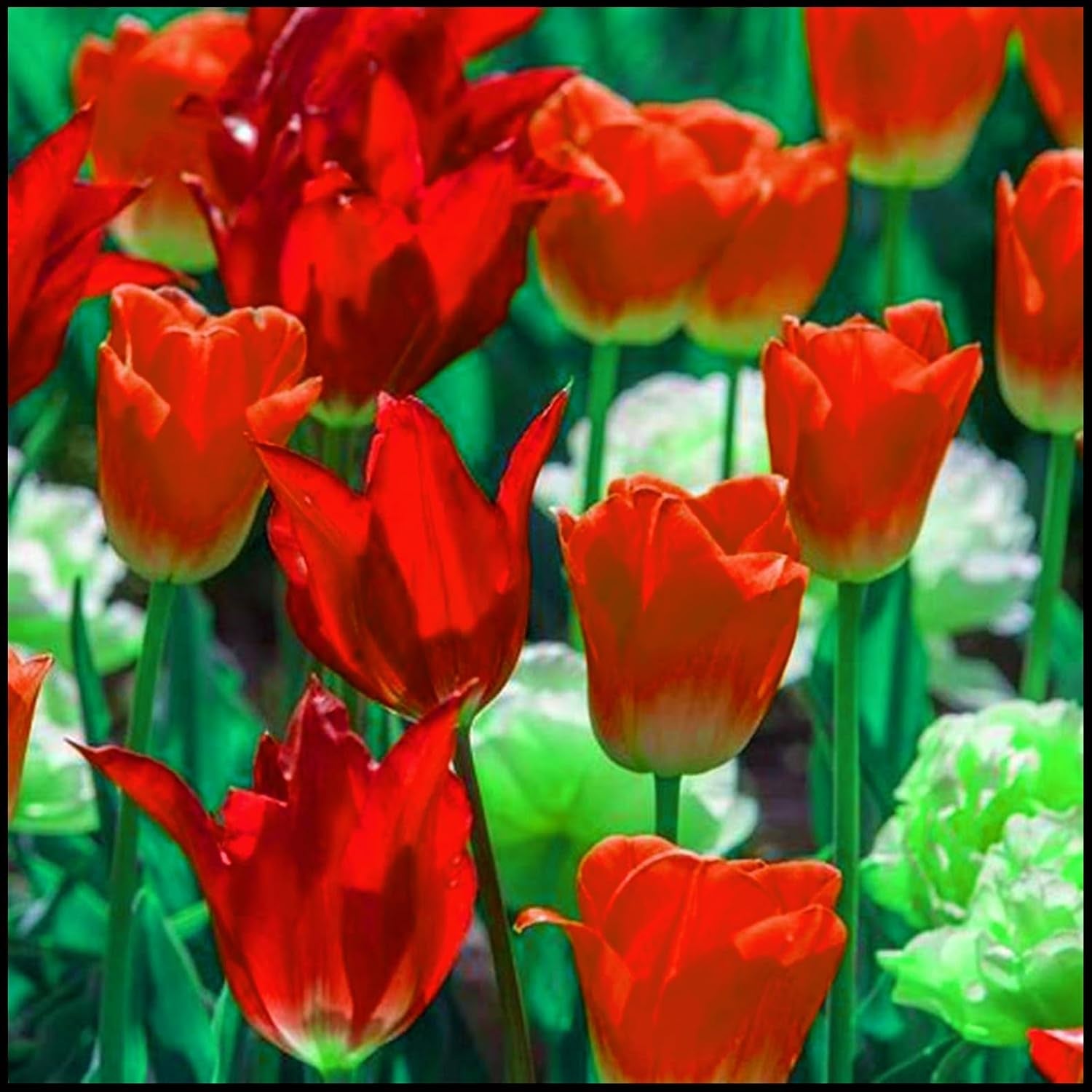 Blomsterløgblanding, Mystery Magic Bulb, Hårdfør plantning, Vinterhårdfør flerårig blomsterløg, Hårdføre løg - 3 orkidéløg