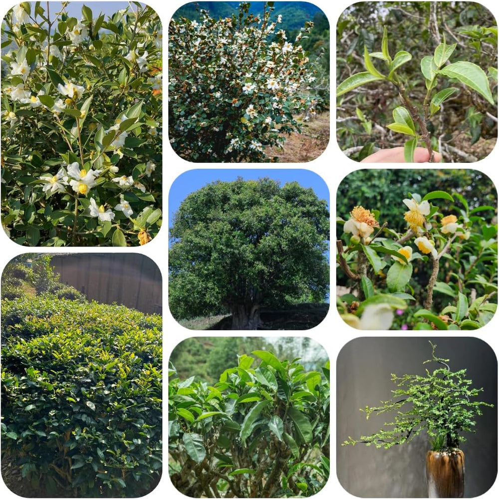 Grüner Tee - Teebaum - Zimmerbonsai Teepflanze Kaufen Bio Baumsamen, Indoor Winterharte Kübelpflanzen Deko 25Samen