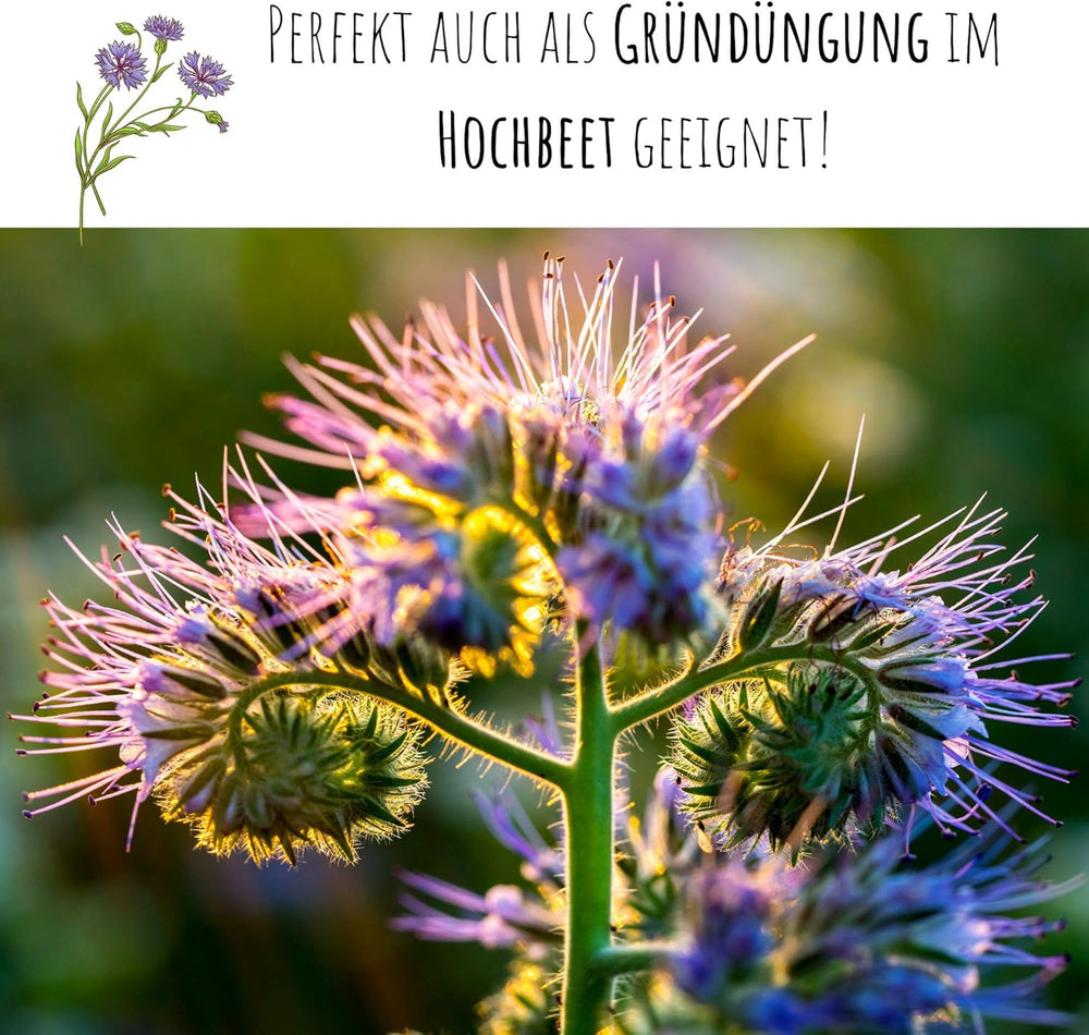 Phacelia Samen Bienenfreund (Phacelia Tanacetifolia) Als Ideale Beimischung Für Eine Bunte Bienenweide - Der Liebling Für Bienen & Schmetterlinge