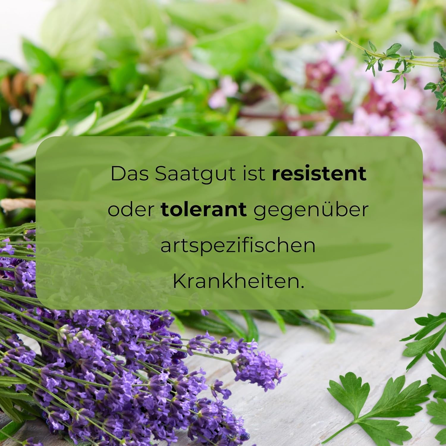 Cosmos Sensation Mix 1g frø, Cosmos Mix Sommerblomster, Haveplanter Balkonplanter, Blomsterfrø