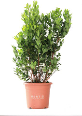 KENTIS - Jordbær (Arbutus unedo) – Hårdføre planter til haven – Stedsegrønne, ægte plante – Højde 80-100 cm, potte Ø 24 cm