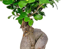 Bloomique - Ficus Ginseng - Bonsai Baum - Zimmerpflanzen - Pflegeleicht - Luftreinigend - Höhe 30-40 Cm - Topf 17 Cm