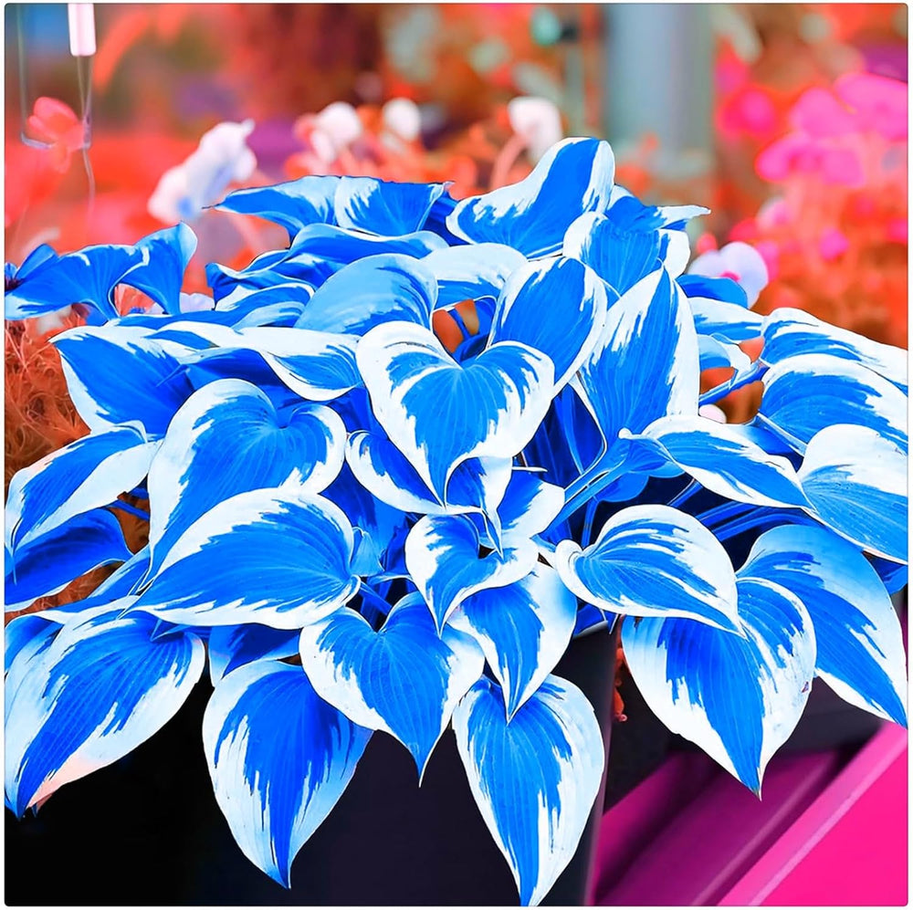 Blomsterløgblanding, Mystery Magic Bulb, Hårdfør plantning, Vinterhårdfør flerårig blomsterløg, Hårdføre løg - 3 orkidéløg