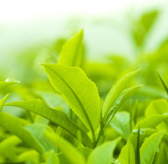 Teepflanze, Grüner Tee Zimmerpflanzen Immergrüne Teebaum Exotische Bio Grünpflanzen Garten Baumsamen Bonsai Balkonpflanzen Frühlingsblumen Bonsaibaum Kletterpflanzen Herbstpflanzen Für 60Samen