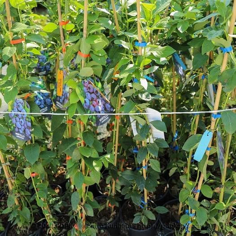 Schwarze Blaubeeren Riesige Amerikanisch Vielfalt Elliot - Obstpflanze Antik Auf Blumentopf 20 - Baum Max 50-100 Cm – 2 Jahre Anbau Italien