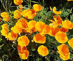 La Verde MIN HAVE OG MIG. California valmuefrø 'Poppy Orange' i ca. 250 planter, californisk valmue, langblomstrende frø, ikke-GMO