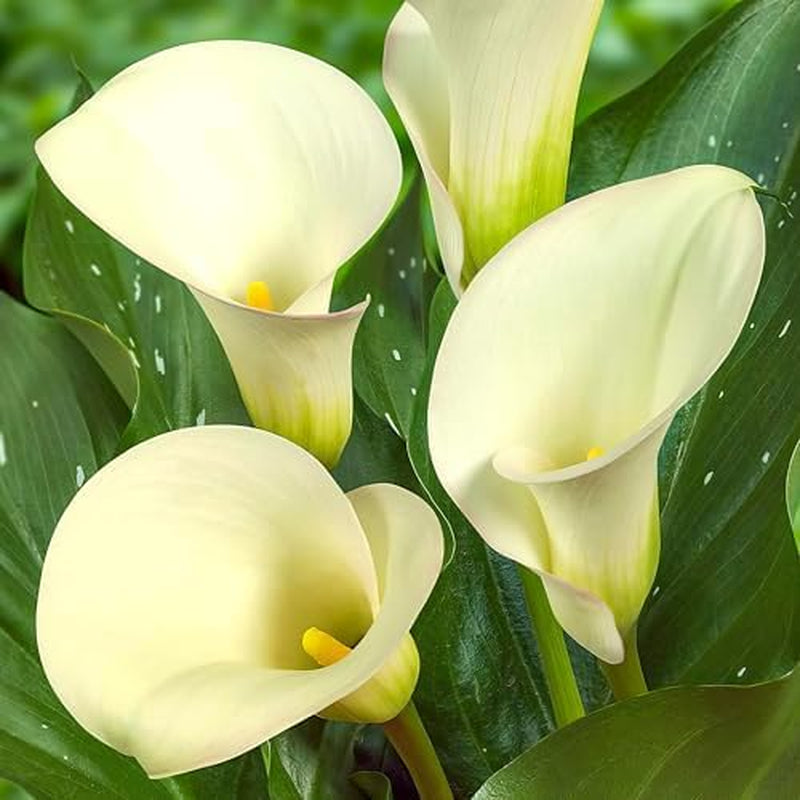 Calla Bulbs Hardy Staude - Zantedeschia Orange Passion (Orange) - 5 store blomsterløg - Ægte Hollandske planter - Til have og krukker (ikke frø, ikke kunstige)