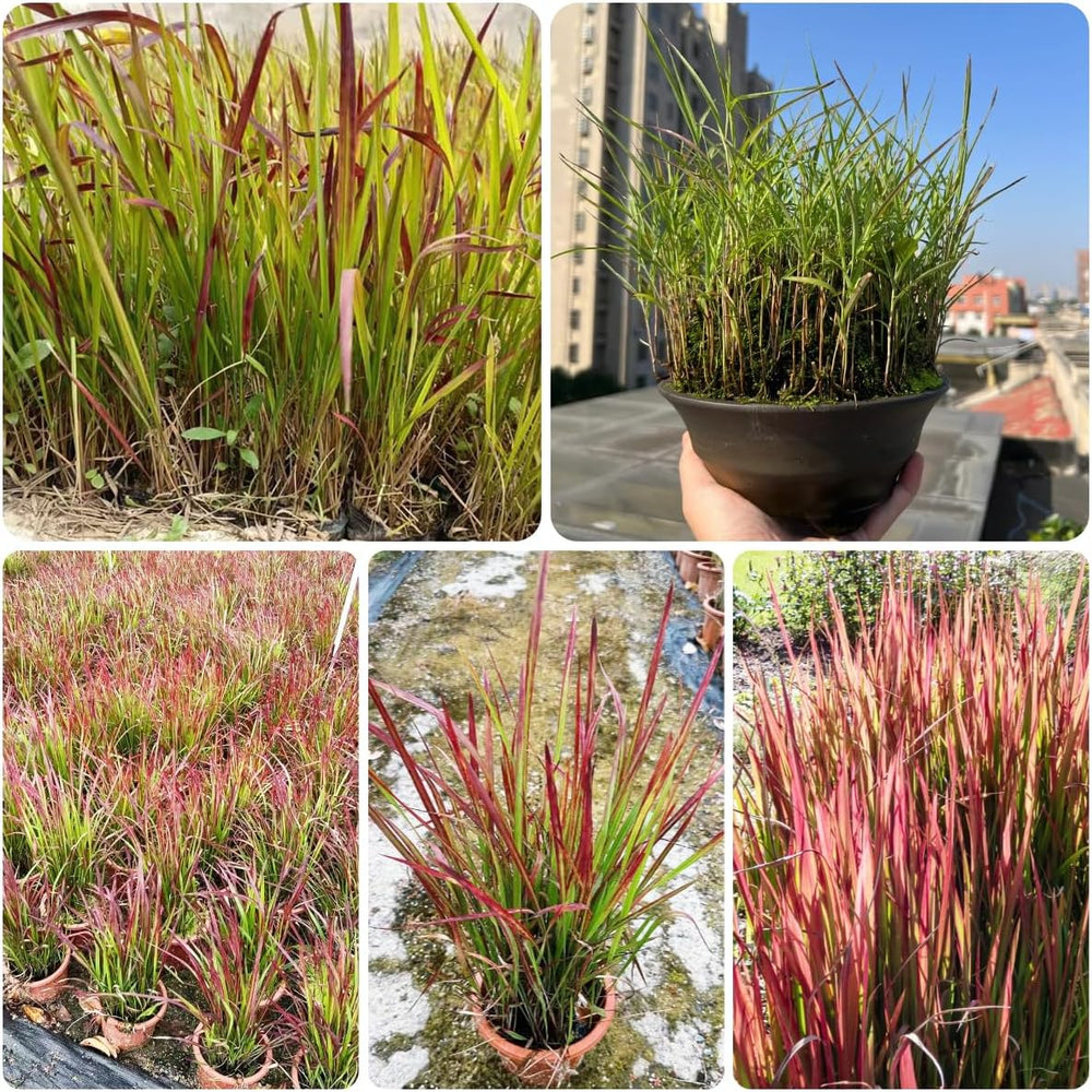 Japanisches Blutgra - Red Baron Nachhaltige Geschenke Imperata Cylindric Grünpflanzen Zimmerpflanzen Sträucher Für Den Garten Winterharte Ziergräser Für Kübel 200Samen