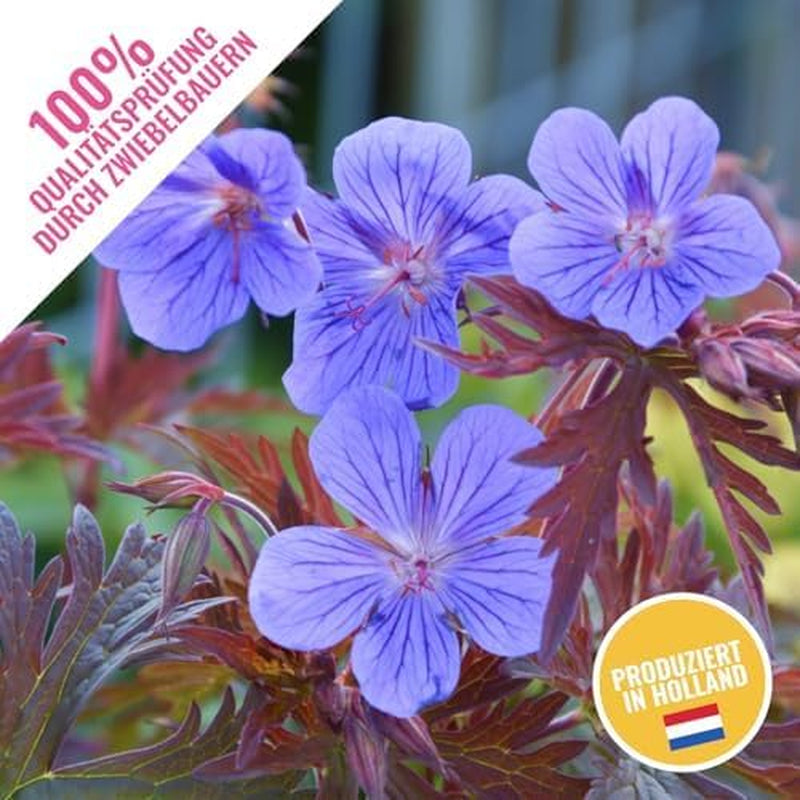 Super Perennial Geranium Collection (10 planter/rødder) Hårdfør blanding af 5 sorter, store flerårige hybrider fra Holland, til haven, blomsterlag (ingen frø, ingen kunstige løg)