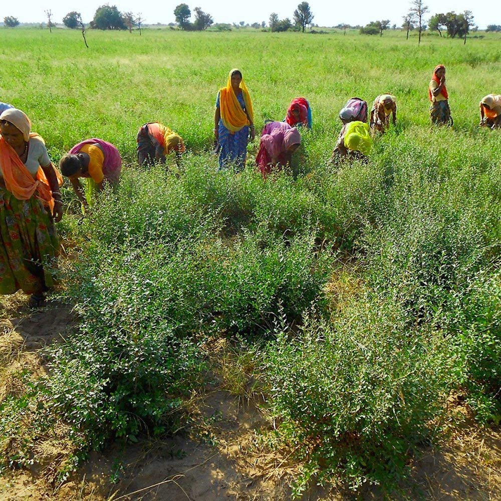 Henna & 3×Indigo - Castaniu închis - Culoarea naturală a părului - Pulbere - 200g Vopsea pentru par Naty Shop