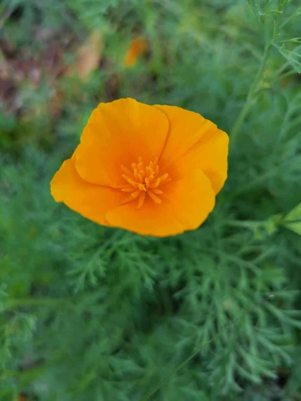 1000 californiske valmuefrø (Eschscholzia californica), vildblomsteng, bi-græsgang.