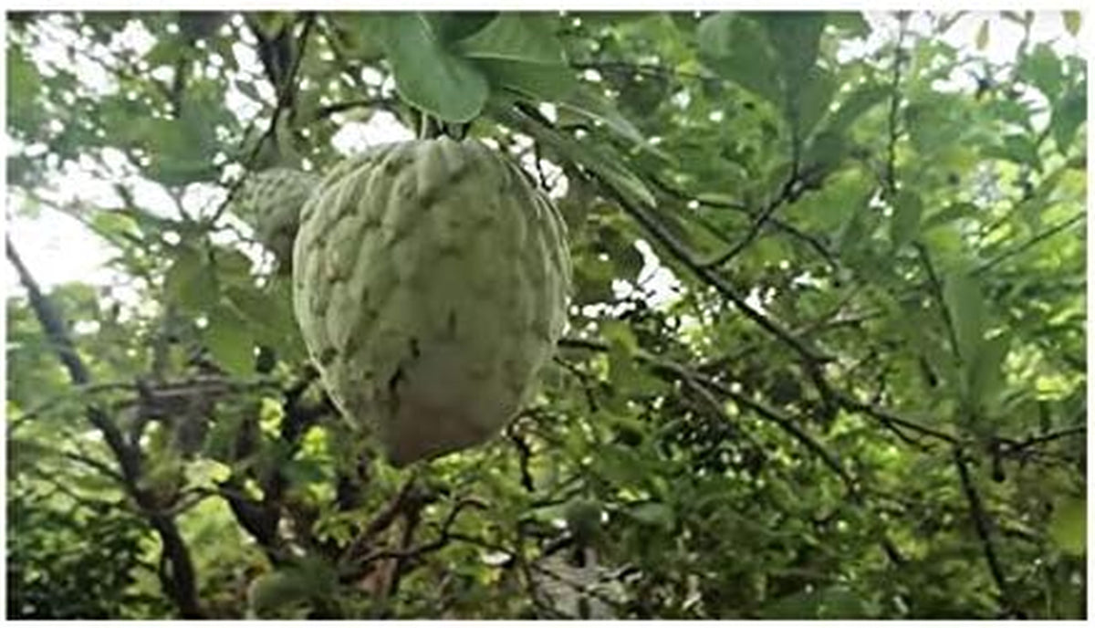Stk - 10X Annona Cherimola Cherimoya Frucht Pflanzen - Samen ID240 -