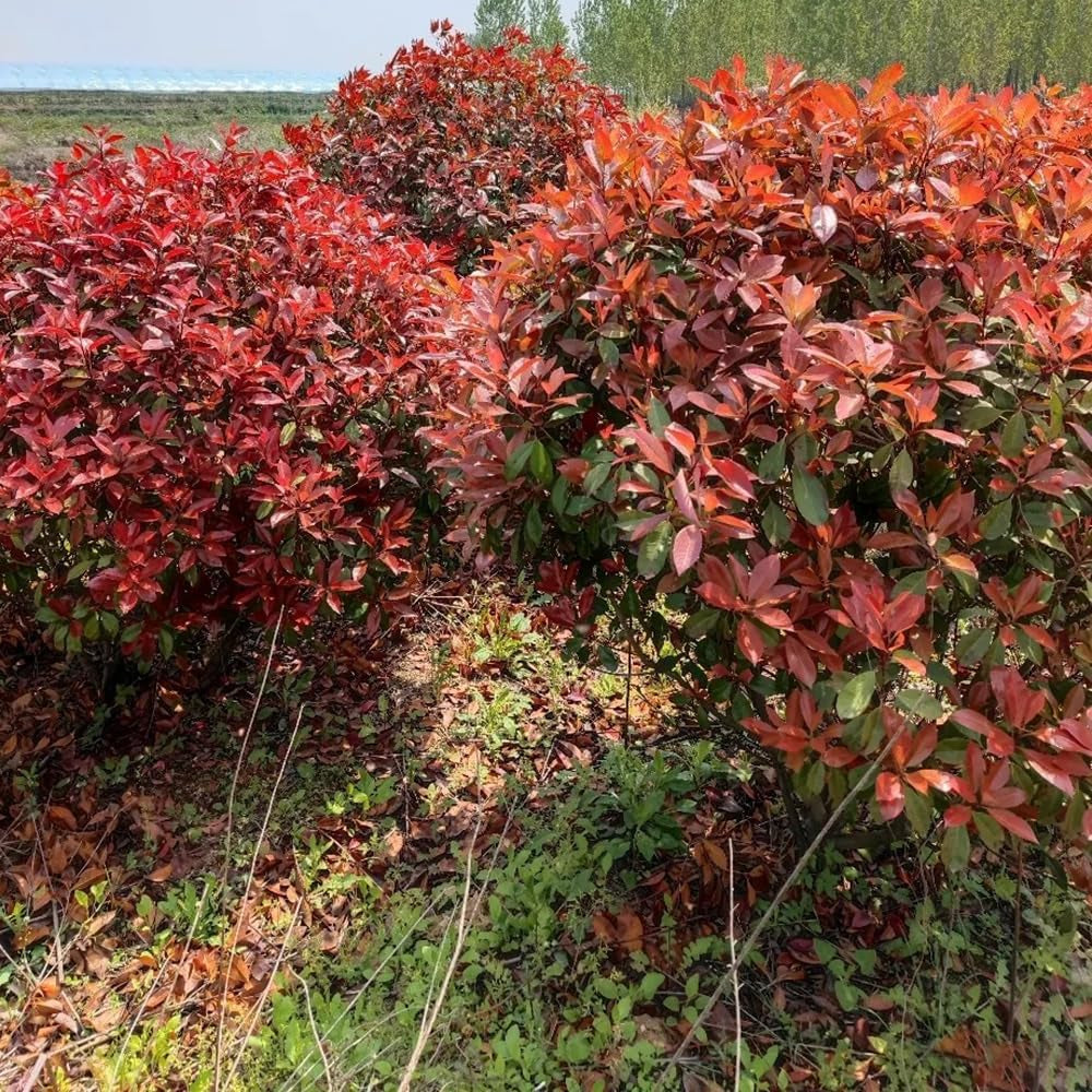 Glanzmispel Red Robin - Geschenke Für Gärtner Stauden Winterhart Mehrjährig Bodendecker Schnell Wachsende Sträucher Gartendeko Für Draußen Blühende Sträucher Winterhart Outdoor 700Samen