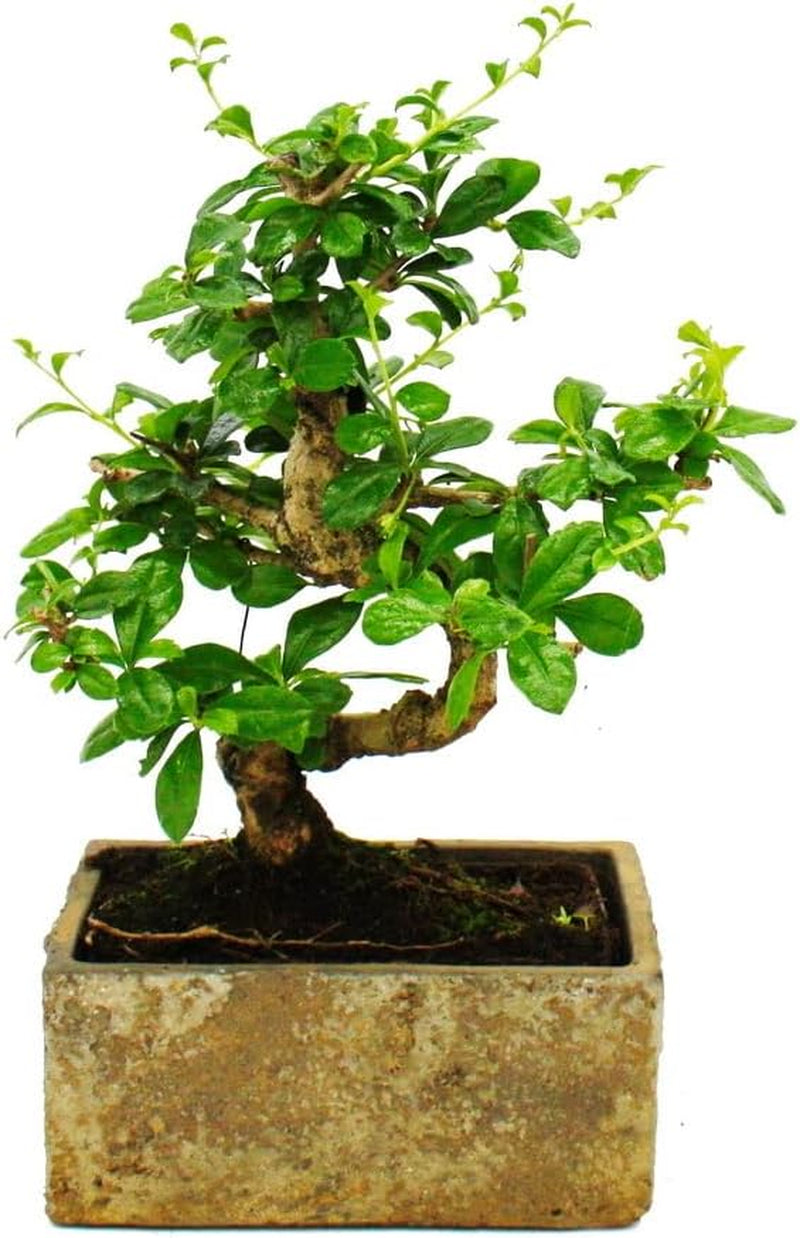 Bonsai Fürs Zimmer - in Moderner Trendkeramik - Zimmerbonsai Ficus - 6 Jahre Alt - Steinoptik