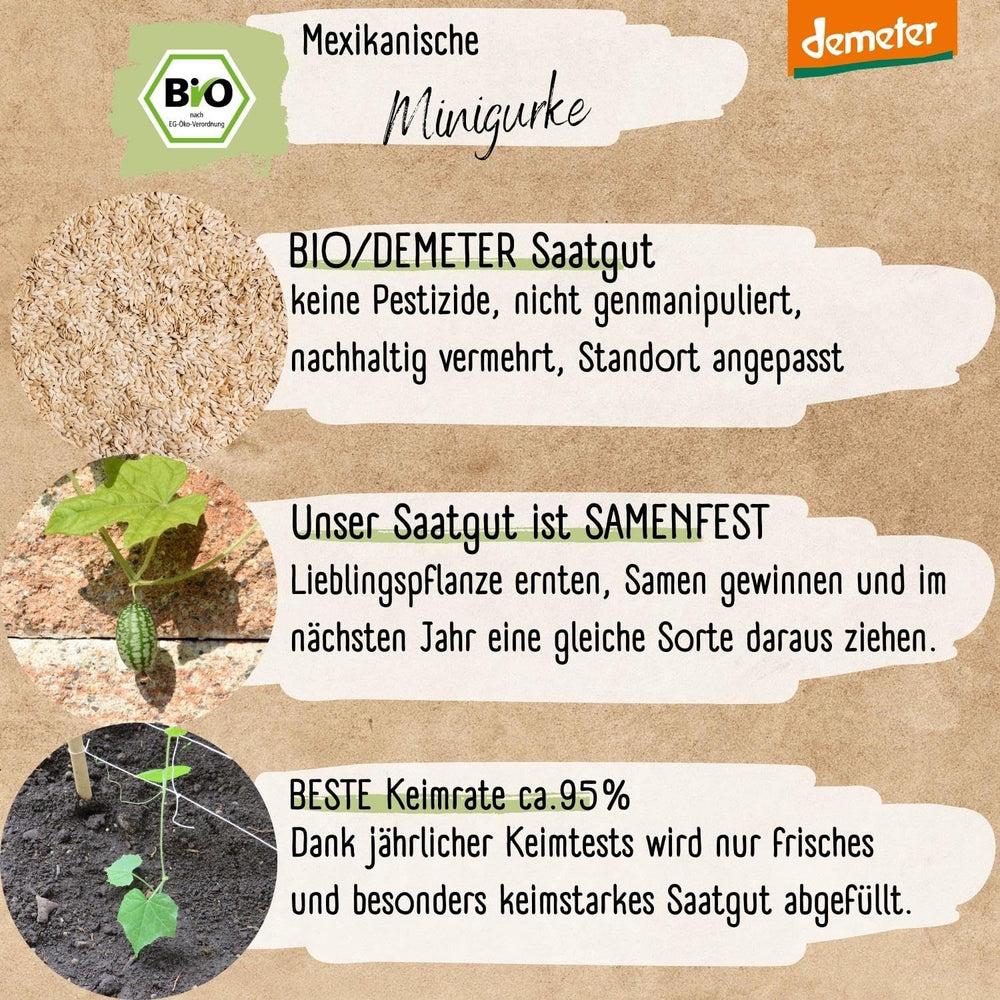 Økologiske mini mexicanske agurkfrø, 10 snacksagurkfrø, høj spireevne, Demeter-certificeret og åbent bestøvet | LOVEPLANTS Balkon Have Højbed Grøntsagsfrø - Heirloom Grøntsagssorter