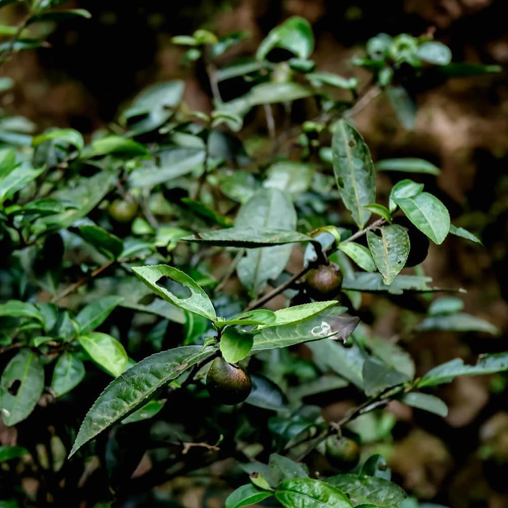 Teebaum, Teepflanze Kaufen, Zimmerbonsai Grüner Tee Topfpflanzen Draußen Winterhart, Schnell Wachsende Bonsaibaum Züchten 20Samen