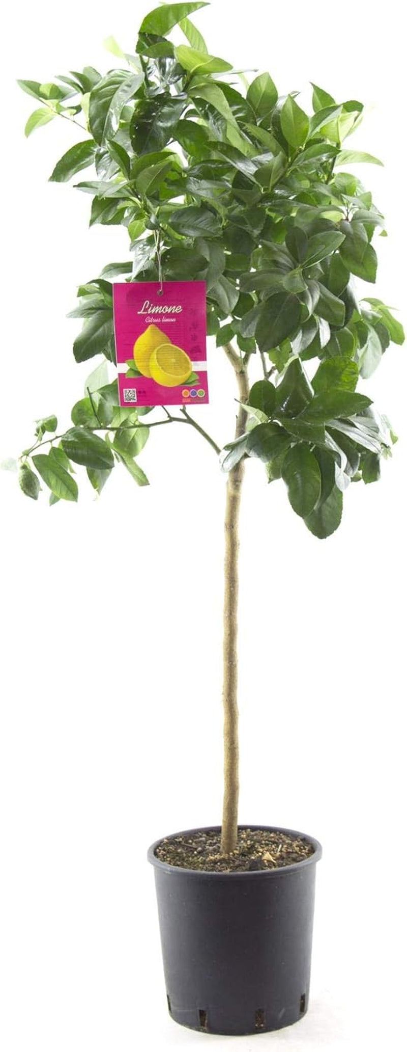 Citrus Limon Lunario 120 Cm - Echter Zitronenbaum (C17) - Vier-Jahreszeiten-Zitrone Für Balkon, Garten & Terrasse - Robuster Zitronenbaum Mit Ganzjähriger Ernte
