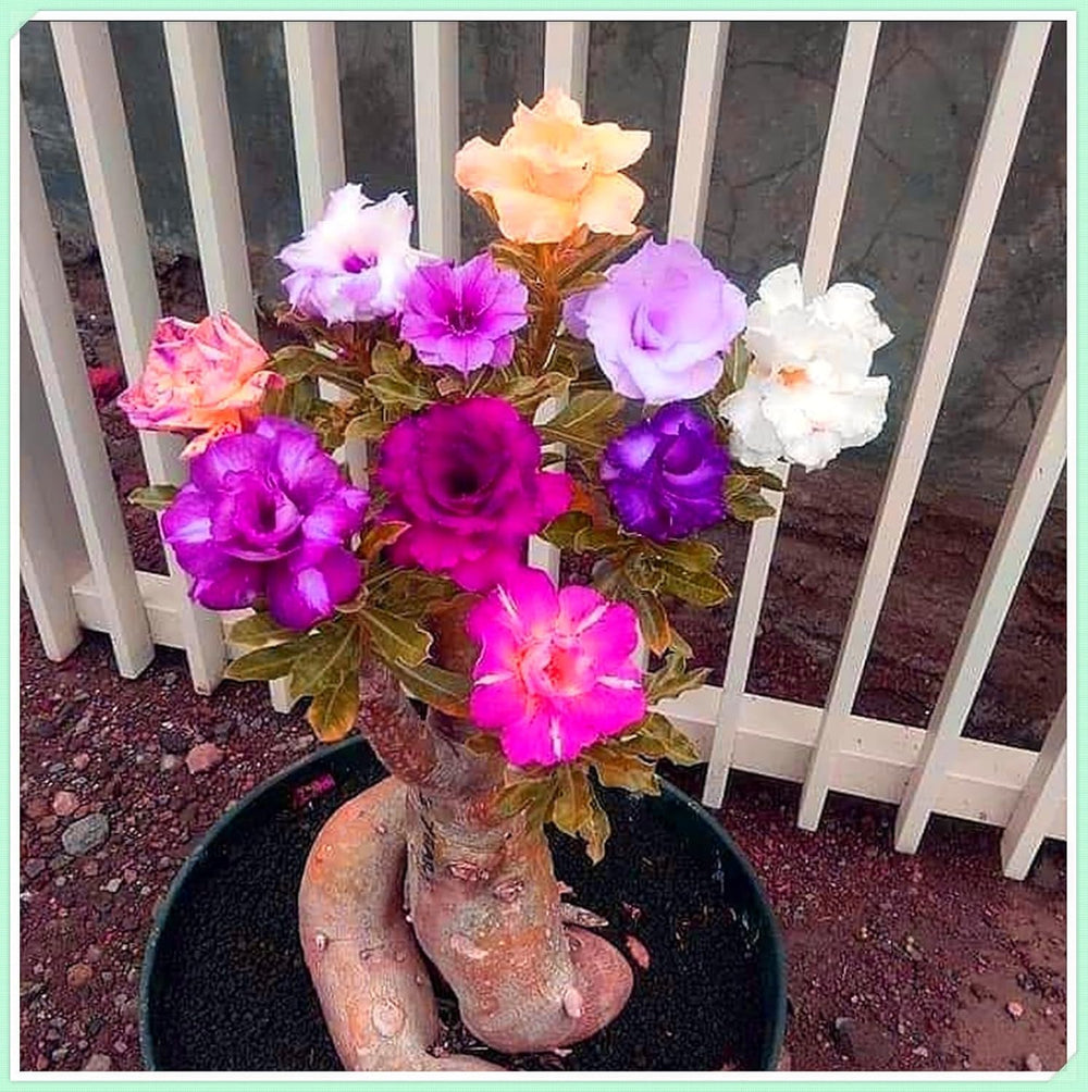 Blomsterløgblanding, Mystery Magic Bulb, Hårdfør plantning, Vinterhårdfør flerårig blomsterløg, Hårdføre løg - 3 orkidéløg