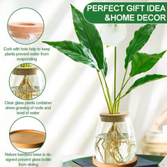 Hydroponic Plant Grow Station 12x11cm Avocado frøvase Glasplantekasse Hydroponisk glasvase til vandplanter eller blomster Skrivebordsdekoration 2 stk.