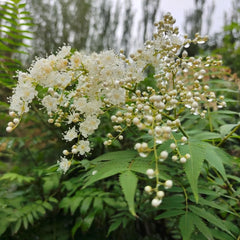 Sorbaria Sorbifolia, Fiederspiere, Blühende Sträucher Winterhart Winterharte Für Garten Exotische Blumensamen 200Samen