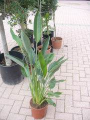 Paradiesvogelblume, Strelitziengewächs, Strelitzia Reginae Im Topf 65-80 Cm, Strelizie Pflanze