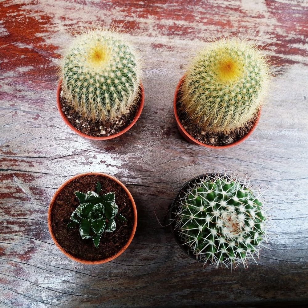 Ghiveci mic din plastic - diametru 12 cm, ușor și durabil, ideal pentru răsaduri, butași și plante de apartament - culoare aleatorie, Aléatoire