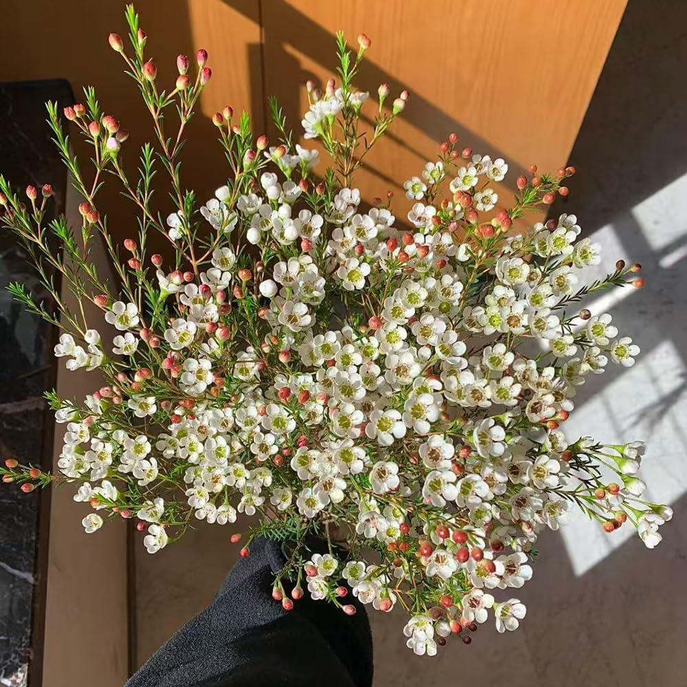Chamelaucium Uncinatum Balkonpflanzen Frühlingsblumen Zimmerpflanze Immergrüne Blumensamen Gastgeschenk Schnell Wachsende Sträucher Schattenpflanzen Zimmer Zimmerbonsai Schnittblumen 55Samen