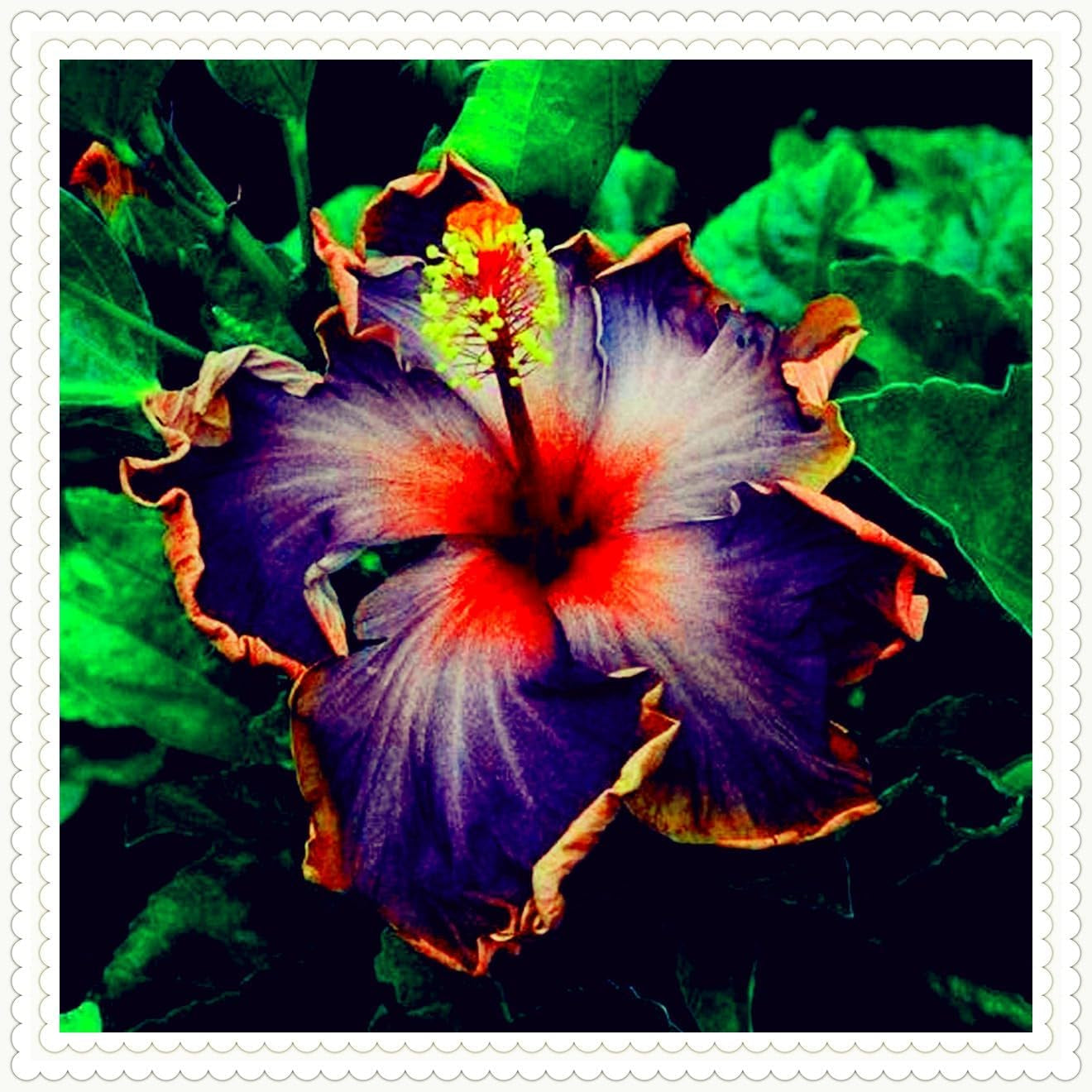 Blomsterløgblanding, Mystery Magic Bulb, Hårdfør plantning, Vinterhårdfør flerårig blomsterløg, Hårdføre løg - 3 orkidéløg