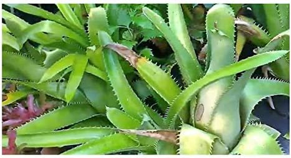 Stk - 10X Aechmea Bracteata Bromelie Zimmer Garten Pflanzen - Samen ID193 -