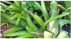 Stk - 10X Aechmea Bracteata Bromelie Zimmer Garten Pflanzen - Samen ID193 -