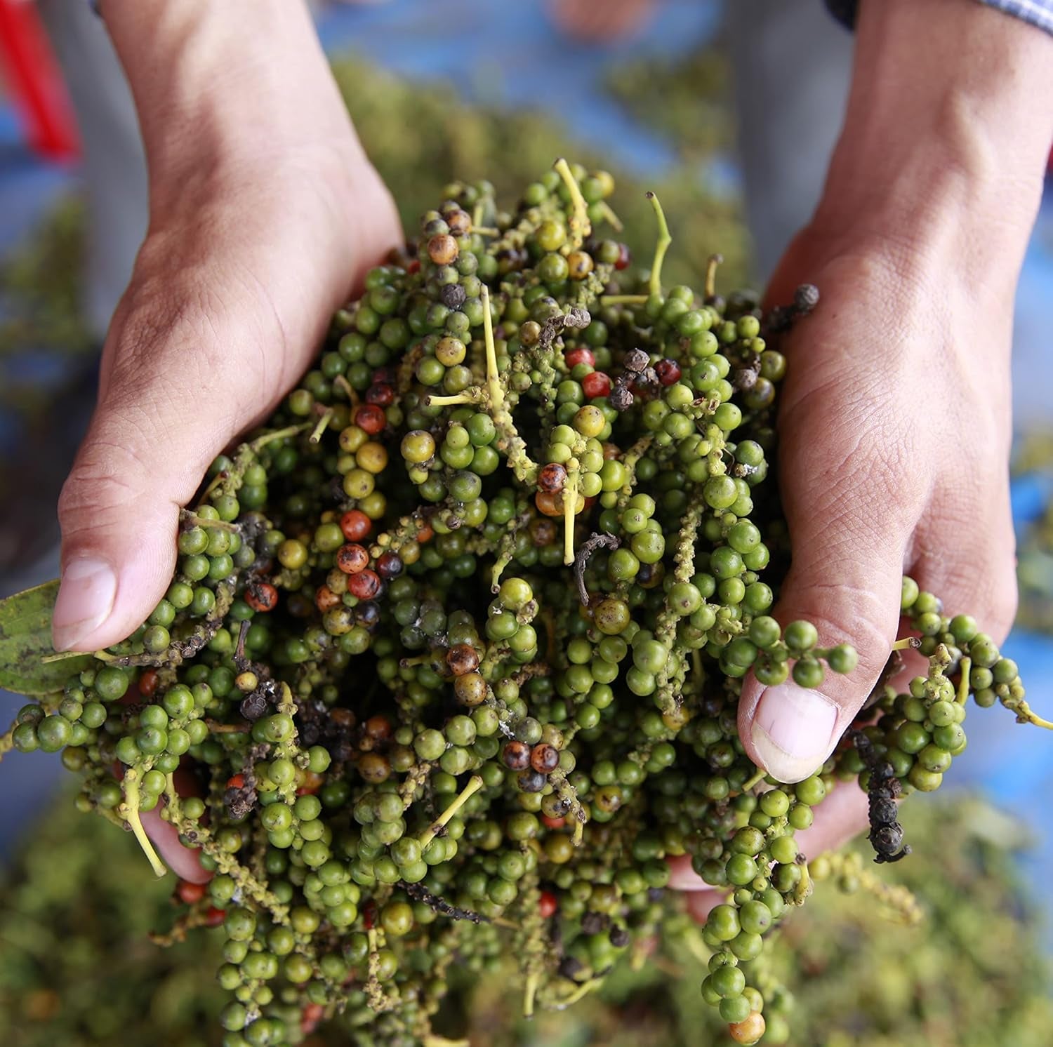 Spicebar Roter Kampot Pfeffer, Premium Auslese fra Kambodscha (1 x 70g)