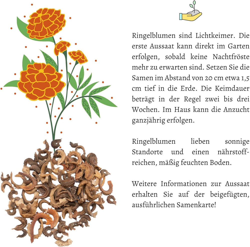 Calendula frø (Calendula officinalis) - Alsidig lægeplante med spiselige blomster og ideel til en farverig blomstereng (Abendrot)