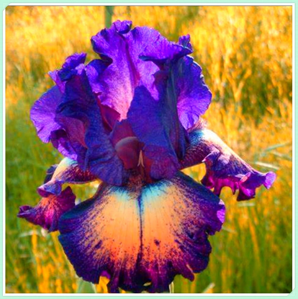 Blomsterløgblanding, Mystery Magic Bulb, Hårdfør plantning, Vinterhårdfør flerårig blomsterløg, Hårdføre løg - 3 orkidéløg