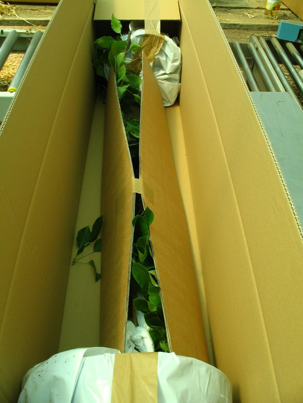 Ribes Uva-Crispa 'Mucurines' Hochstamm 120 Cm – Winterhart, Mehrjährig, Pflegeleicht – Stachelbeere – Beerenobst Für Garten & Kübel
