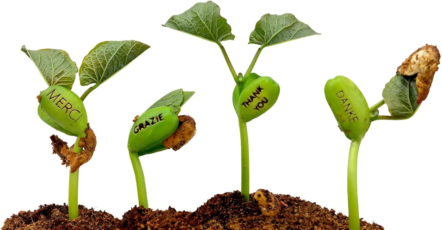 Feel Green Message Bean, Naturdose Mit Lasergravierter Glücksbohne"Danke", Nachhaltige Geschenkidee, 100% Eco Friendly, Anzuchtset, Made in Austria