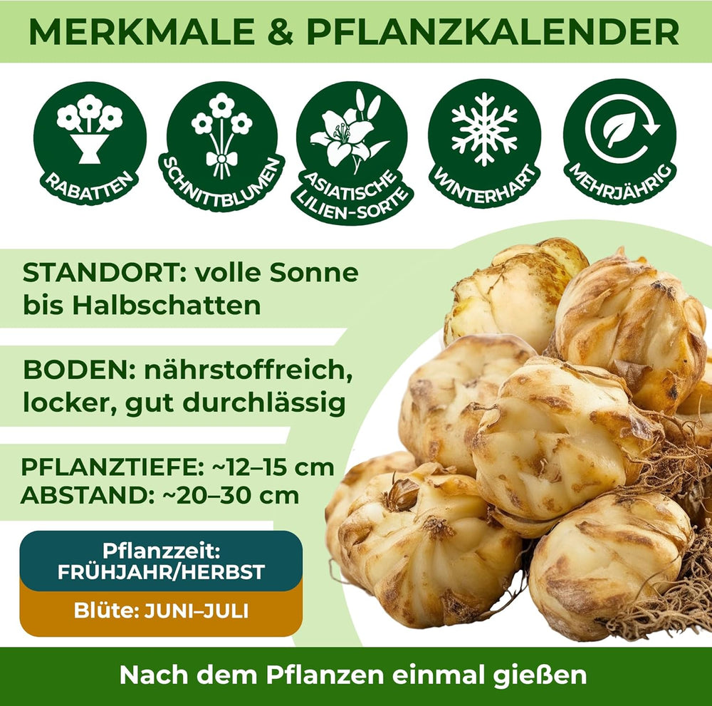 Hårdføre flerårige liljeløg - Orientalsk lotusblanding - 10 løg - Eksklusive hollandske blomsterløg - til have og krukker (store frøløse løg, ikke kunstige)