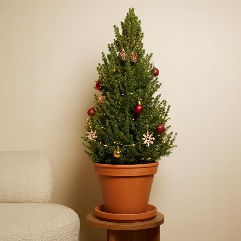 Bloomique - Picea Glauca December - Mini-Weihnachtsbaum - Zwergfichte - Weihnachtsdekoration - Für Drinnen Und Draußen - Winterhart - Immergrün - 80-100 Cm Hoch - Topf 26 Cm